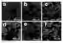 Fig. 01 - RARE EARTH NANOPARTICLES