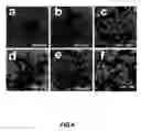 Fig. 06 - RARE EARTH NANOPARTICLES