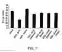 Fig. 02 - Stabilized STAT3 decoy oligonucleotides and uses therefor