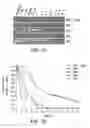Fig. 09 - Stabilized STAT3 decoy oligonucleotides and uses therefor