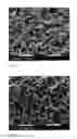 Fig. 02 - Dry adhesives comprised of micropores and nanopores