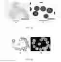 Fig. 09 - Synthetic microcarriers for culturing cells