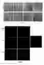 Fig. 02 - Methods for reprogramming cells and uses thereof