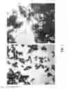 Fig. 02 - Carbon Laminated Materials for Sample Preparation