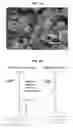 Fig. 02 - USE OF INHALABLE POWDER FORMULATION COMPRISING GROWTH HORMONE FOR PREVENTING OR TREATING NMDA RECEPTOR HYPOFUNCTION-RELATED DISEASES