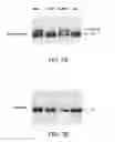 Fig. 09 - INHIBITORS OF UBIQUITIN E1