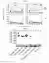 Fig. 08 - CYTOMEGALOVIRUS-BASED IMMUNOGENIC PREPARATIONS