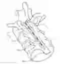 Fig. 01 - System and method for electrical modulation of the posterior Longitudinal ligament