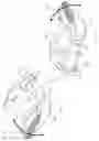Fig. 09 - Ambidextrous thumb safety assembly