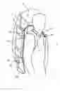 Fig. 01 - Carrying device for elongated object