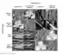 Fig. 01 - Detecting stereoscopic images