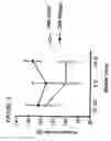 Fig. 49 - DNA regulatory element for the expression of transgenes in neurons of a subject and uses thereof
