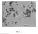 Fig. 02 - Strains of lactic acid bacteria for preventing necrotizing enterocolitis