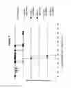 Fig. 10 - CD19 binding agents and uses thereof