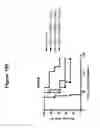 Fig. 21 - CD19 binding agents and uses thereof