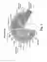 Fig. 02 - Chimeric Flavivirus Vaccines