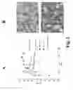 Fig. 03 - Chimeric Flavivirus Vaccines