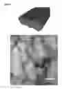 Fig. 06 - Peptide amphiphiles and methods to electrostatically control bioactivity of the ikvav peptide epitope