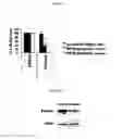 Fig. 02 - Method of treating scars and β-catenin-mediated disorders using Nefopam compounds