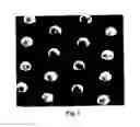 Fig. 02 - FIXED-ARRAY ANISOTROPIC CONDUCTIVE FILM USING SURFACE MODIFIED CONDUCTIVE PARTICLES