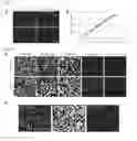 Fig. 02 - Method for proliferating stem cells by activating c-MET/HGF signaling and notch signaling