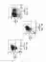 Fig. 08 - Prospective Identification and Characterization of Breast Cancer Stem Cells