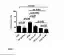 Fig. 02 - Use of cyclodextrin for treatment and prevention of bronchial inflammatory diseases