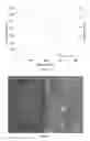 Fig. 22 - ROOM TEMPERATURE IONIC LIQUID-EPOXY SYSTEMS AS DISPERSANTS AND MATRIX MATERIALS FOR NANOCOMPOSITES