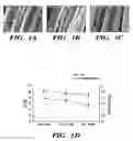 Fig. 02 - Method for generating connective tissue by implanting a biodegradable silk fabric