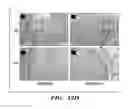 Fig. 18 - SERICIN EXTRACTED FABRICS