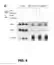 Fig. 12 - METHODS AND COMPOUNDS FOR MUSCLE GROWTH