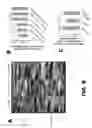 Fig. 16 - METHODS AND COMPOUNDS FOR MUSCLE GROWTH
