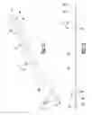 Fig. 09 - Method and apparatus for tibial fixation of an ACL graft