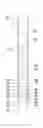 Fig. 01 - Preloaded drop hammer for driving piles