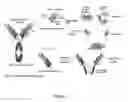 Fig. 02 - Podocalyxin-like-protein-1 binding antibody molecule