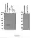 Fig. 06 - Podocalyxin-like-protein-1 binding antibody molecule