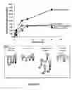 Fig. 07 - Bio-engineered multi-enzyme complexes comprising xylanases and uses thereof