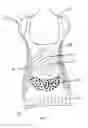 Fig. 02 - Full torso maternity garment