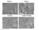 Fig. 01 - Methods for preventing oxidative stress injury of a tissue by a Folate-TEMPOL conjugate
