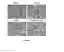 Fig. 09 - Methods for preventing oxidative stress injury of a tissue by a Folate-TEMPOL conjugate