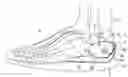 Fig. 01 - Heel counter structure for a shoe