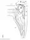 Fig. 02 - Heel counter structure for a shoe