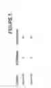 Fig. 06 - Humanized antibodies against TL1A