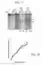 Fig. 16 - Methods and compositions for gene inactivation