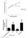 Fig. 17 - Methods and compositions for gene inactivation