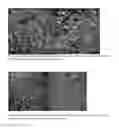 Fig. 08 - Materials Composition and Methods to Control Neural Progenitor and Stem Cell Attachment, Proliferation and Guide Cell Differentiation