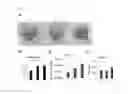 Fig. 08 - ADIPOCYTE SHEET, THREE-DIMENSIONAL STRUCTURE THEREOF, AND METHOD FOR PRODUCING THE SAME