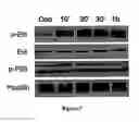 Fig. 08 - Use of collagen type VII for maintaining and re-inducing osteogenic abilities of mesenchymal stem cells