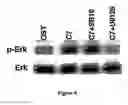 Fig. 09 - Use of collagen type VII for maintaining and re-inducing osteogenic abilities of mesenchymal stem cells
