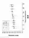 Fig. 45 - Polymers for reversing heparin-based anticoagulation
